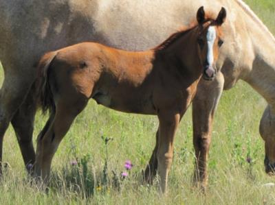 Paddys Gin Fury JW<BR>AQHA 5770778